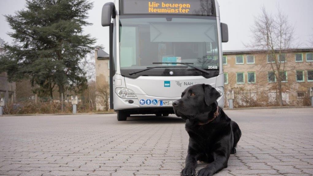 Bus mit Hund im Vordergrund